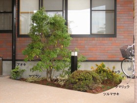 日陰の植栽