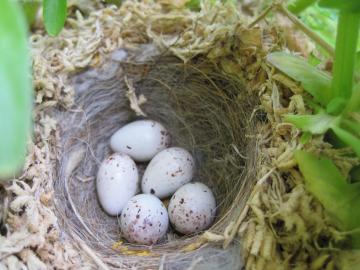 フラワーバスケット　鳥の巣?