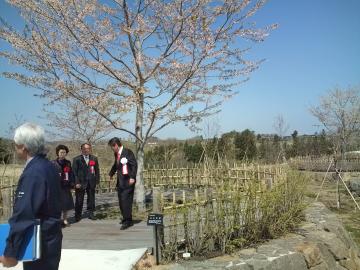 八戸公園サクラの杜ゾーンオープン