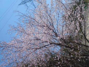 桜満開