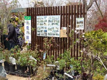 みんなでがんばろう八戸　緑化まつり開催中