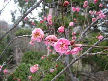 梅の花