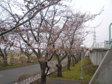 桜前線異常あり