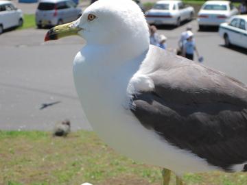 ウミネコ