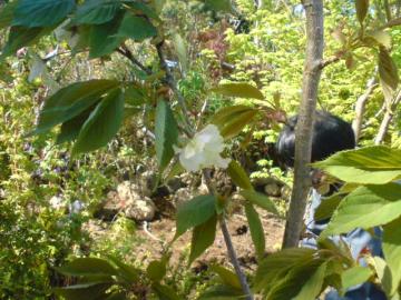 ウコン桜注文ありました