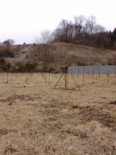 苗木植栽工( クリ・クルミ)